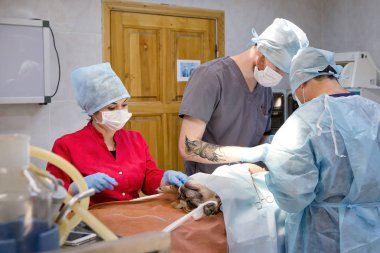 Veteriner kliniğinde bir köpeğin cerrahi müdahalesi