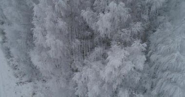 Havadan görünümü: kış orman. Uçuş karlı ağaç dalı içinde görüş-in kış orman üzerinde. Kış manzarası, orman, frost, kar ile kaplı ağaçlar. Havadan görüntüleri, 4k video.