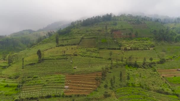 Paisaje tropical con tierras de cultivo en las montañas — Vídeos de Stock