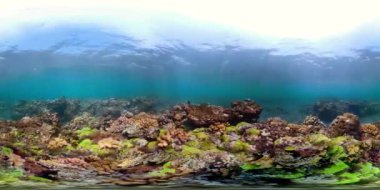 Mercan ve tropikal balık vr360