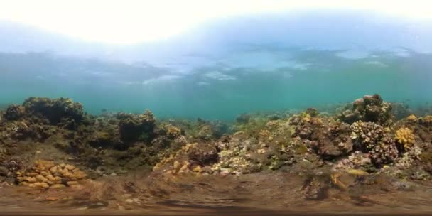 Coral reef and tropical fish vr360 — Stock Video