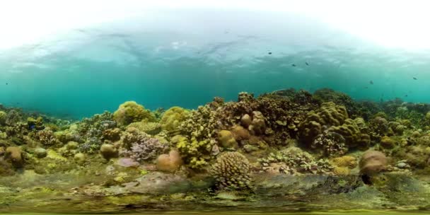 Arrecife de coral y peces tropicales vr360 — Vídeo de stock