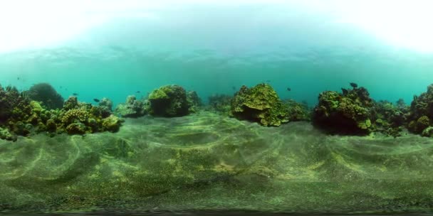 Arrecife de coral y peces tropicales vr360 — Vídeo de stock