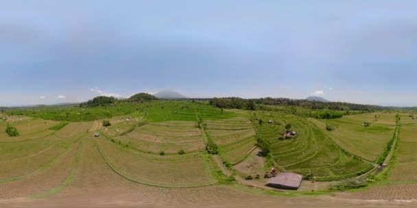 Terraços de arroz na indonésia vr360 — Vídeo de Stock