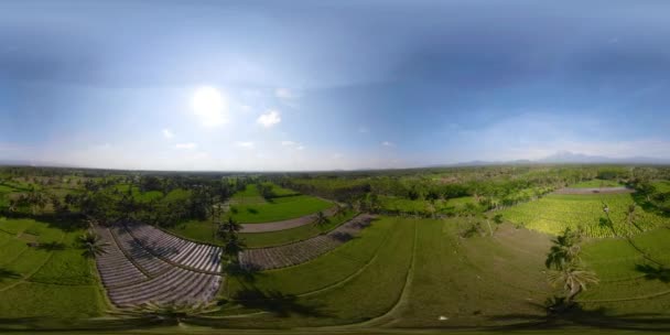 Terrazas de arroz y tierras agrícolas en indonesia vr360 — Vídeos de Stock