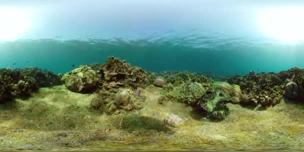 Arrecife de coral y peces tropicales vr360 — Vídeo de stock