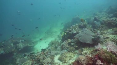 Mercan ve tropikal balık. Filipinler, Mindoro.