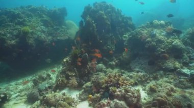 Mercan ve tropikal balık. Filipinler, Mindoro.