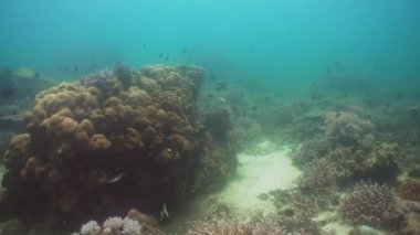 Mercan ve tropikal balık. Filipinler, Mindoro.