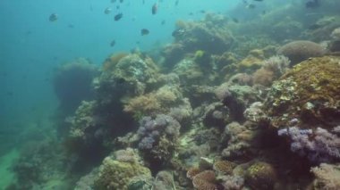 Mercan ve tropikal balık. Filipinler, Mindoro.