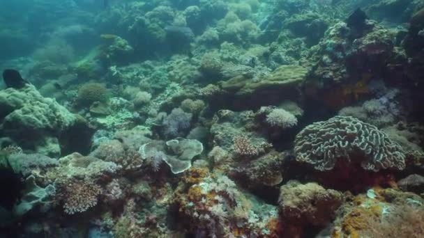 Arrecife de coral y peces tropicales. Filipinas, Mindoro . — Vídeos de Stock