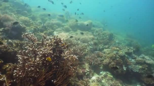 Recifes de coral e peixes tropicais. Filipinas, Mindoro . — Vídeo de Stock