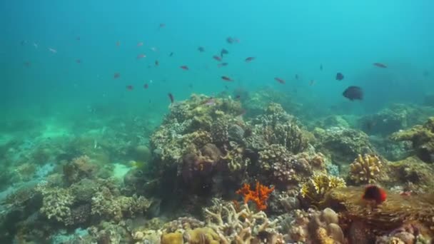 Koraalrif en tropische vissen. Luzon, Mindoro. — Stockvideo