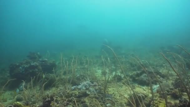 Recifes de Coral. Filipinas, Mindoro . — Vídeo de Stock