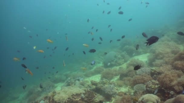 Arrecife de coral y peces tropicales. Filipinas, Mindoro . — Vídeos de Stock