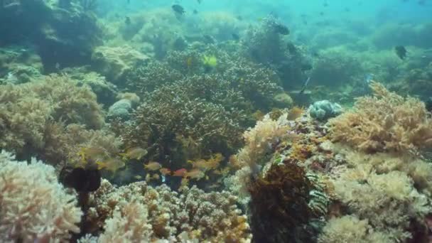 Arrecife de coral y peces tropicales. Filipinas, Mindoro . — Vídeo de stock