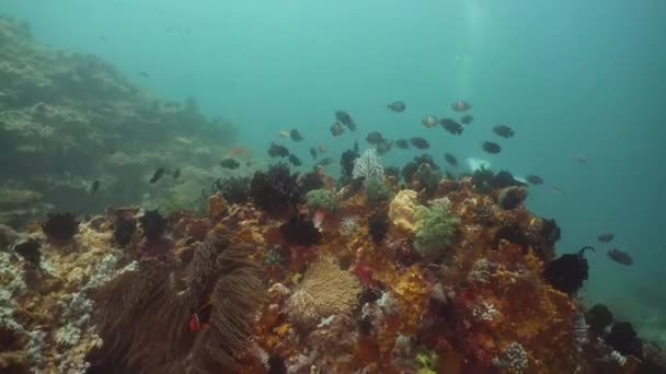 Poissons Tropicaux Sur Récif Corallien Plongée Merveilleux Beau Monde Sous — Video