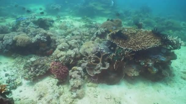 Coral reef and tropical fish. Philippines, Mindoro. — Stock Video