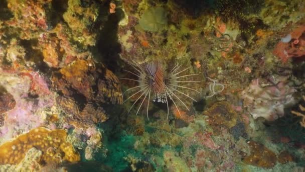 Korallzátonyokat és a trópusi halak. Fülöp-szigetek, Mindoro — Stock videók