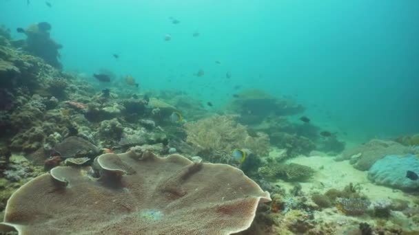 Arrecife de coral y peces tropicales. Filipinas, Mindoro . — Vídeos de Stock