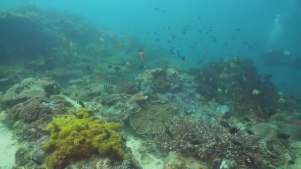 Recifes de coral e peixes tropicais. Filipinas, Mindoro . — Vídeo de Stock