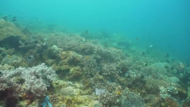 Récif corallien et poissons tropicaux. Philippines, Mindoro . — Video