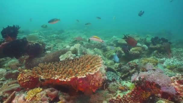 Recifes de coral e peixes tropicais. Filipinas, Mindoro . — Vídeo de Stock