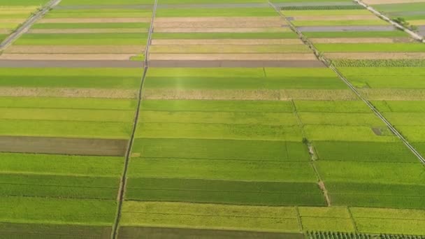 Rýžové pole a zemědělská půda v Indonésii — Stock video