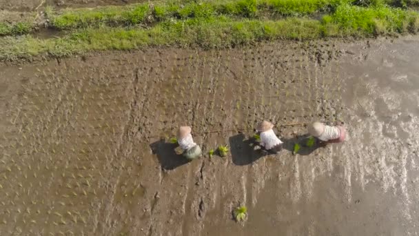 Los agricultores están plantando arroz — Vídeo de stock