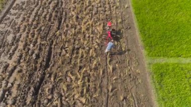 çiftçi pirinç alan Endonezya