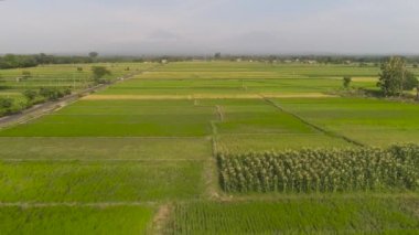 Endonezya 'da pirinç tarlası ve tarım arazisi