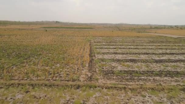 Agricultural landscape in indonesia. — Stock Video