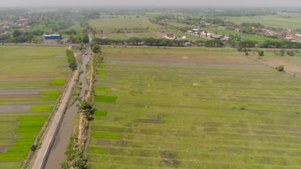 Рисовое поле и сельскохозяйственные угодья в Индонезии — стоковое видео
