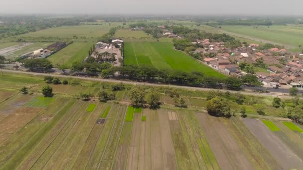 Αγροτεμάχιο ρυζιού και γεωργική γη στην Ινδονησία — Αρχείο Βίντεο