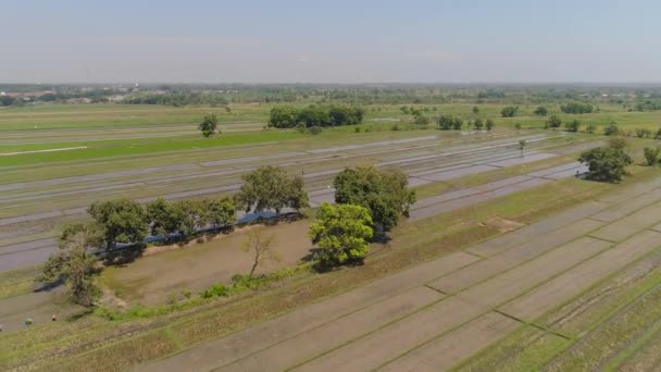 Campo di riso e terreni agricoli in indonesia — Video Stock