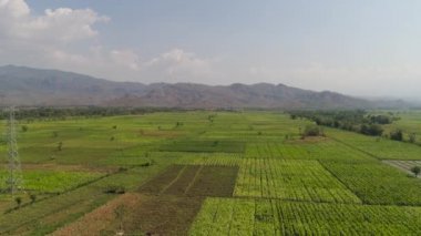 Endonezya 'da tarım arazisi