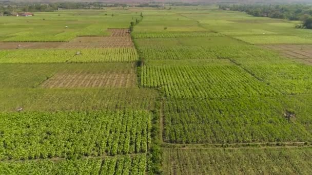 Landwirtschaftliche Flächen in Indonesien — Stockvideo