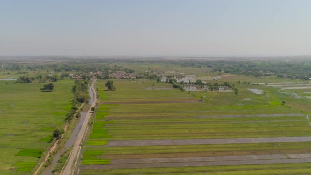 Рисовое поле и сельскохозяйственные угодья в Индонезии — стоковое видео