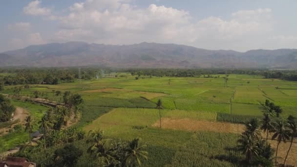 Terras agrícolas na indonésia — Vídeo de Stock