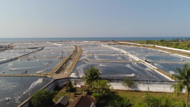 Élevage de crevettes en indonésie — Video