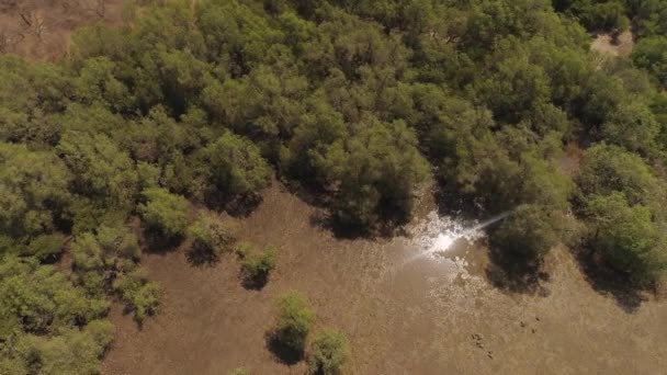 Mangroves en indonésie — Video