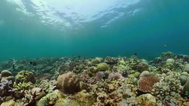 Arrecife de coral y peces tropicales — Vídeos de Stock