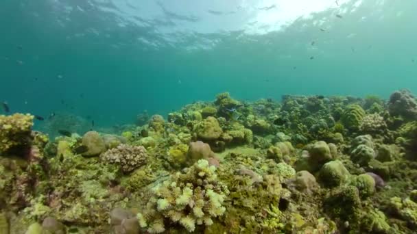 Recifes de coral e peixes tropicais — Vídeo de Stock