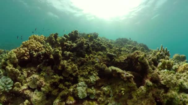 Recifes de coral e peixes tropicais — Vídeo de Stock