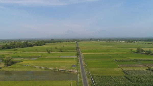 Рисовое поле и сельскохозяйственные угодья в Индонезии — стоковое фото