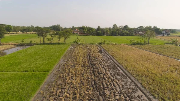 Αγρότης στο ρύζι πεδίο Ινδονησία — Φωτογραφία Αρχείου