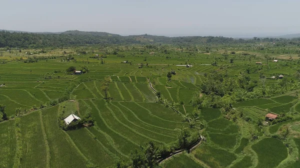 Endonezya 'da pirinç terasları ve tarım arazileri — Stok fotoğraf