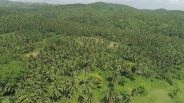 Palmiye ağaçlarıyla tropik bir manzara. Filipinler, Luzon