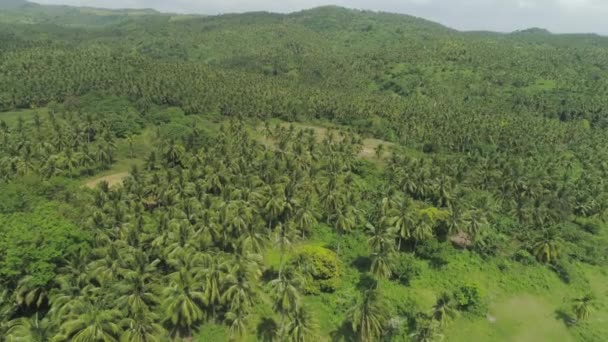 Tropical landscape with palm trees. Philippines, Luzon — Stock Video