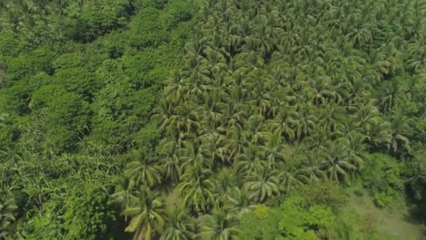 Tropická krajina s palmami. Filipíny, Luzon — Stock video